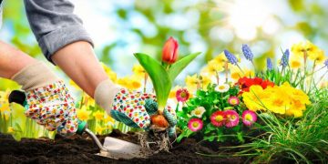 Petal to the Metal: The Beginner’s Guide to Planting a Flower Garden