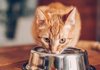 What Foods You Should Keep Away from Your Cat