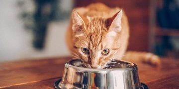 What Foods You Should Keep Away from Your Cat