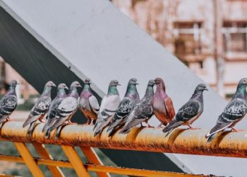 Advice on How to Stop Pigeons Nesting