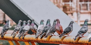 Advice on How to Stop Pigeons Nesting