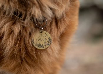 How To Choose the Best customised collar for your dog?