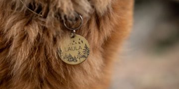 How To Choose the Best customised collar for your dog?