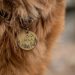 How To Choose the Best customised collar for your dog?