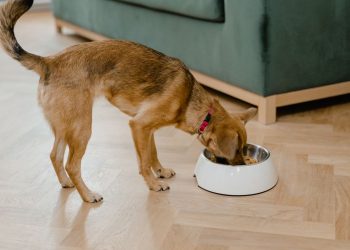 How to Choose the Best Dog Food for Your Allergic Dog