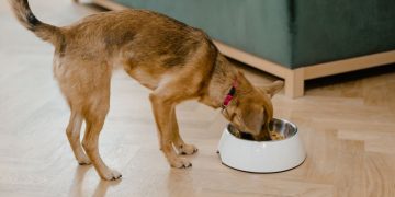 How to Choose the Best Dog Food for Your Allergic Dog