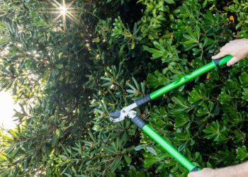 Tips For Growing & Pruning Shrubs