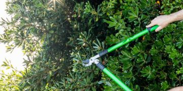 Tips For Growing & Pruning Shrubs