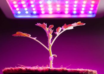 Why you should use grow room LED lighting