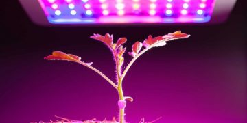 Why you should use grow room LED lighting