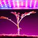Why you should use grow room LED lighting