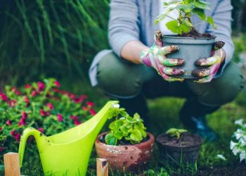 10 Main Tips for New Gardening Enthusiasts