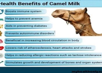 Facts to Know About Camel Milk Powder 