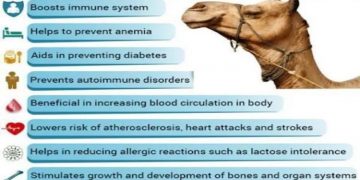 Facts to Know About Camel Milk Powder 