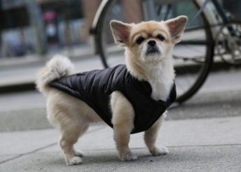 How to Choose The Best Clothing For Dogs