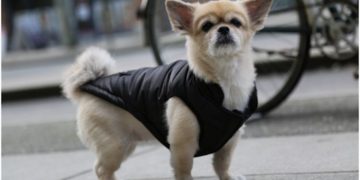 How to Choose The Best Clothing For Dogs