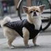 How to Choose The Best Clothing For Dogs