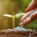 How to Select the Right Fertiliser for Your Plants