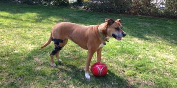 4 Great Benefits of Dog Knee Braces