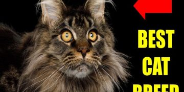 4 Reasons Maine Coon is the Best Cat Breed for Seniors 