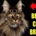 4 Reasons Maine Coon is the Best Cat Breed for Seniors