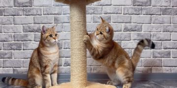 5 Reasons Why Your Cat Needs a Scratching Post