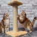 5 Reasons Why Your Cat Needs a Scratching Post