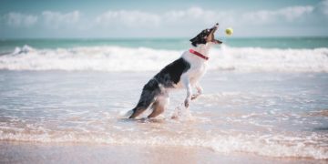 9 Summer Activities To Plan For Your Pet Dog