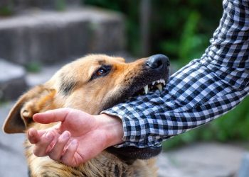 How to prevent serious dog bites in Las Vegas