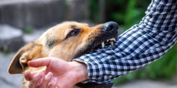 How to prevent serious dog bites in Las Vegas
