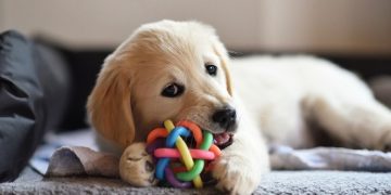 Items You Need to Have When Bringing Home a New Puppy