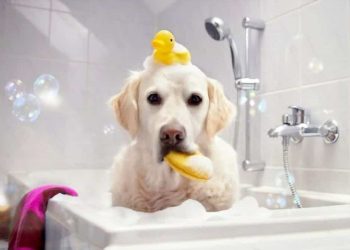 How to Keep Your Labrador’s Skin and Coat Healthy