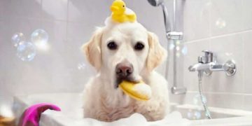 How to Keep Your Labrador’s Skin and Coat Healthy