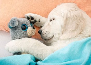 The New Puppy Checklist: Everything New Pet Parents Need