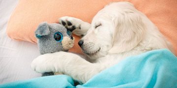 The New Puppy Checklist: Everything New Pet Parents Need