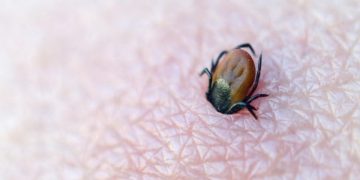 Tips To Prepare Your Home For A Canine Tick Inspection