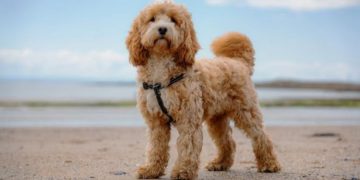 Is your dog stressed? Here’s how to read the signs