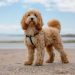 Is your dog stressed? Here’s how to read the signs