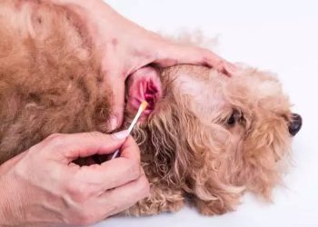 What to Do When Your Dog Ear Is Bleeding?