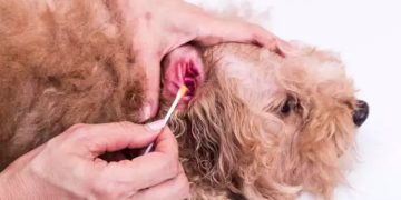 What to Do When Your Dog Ear Is Bleeding?