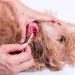 What to Do When Your Dog Ear Is Bleeding?