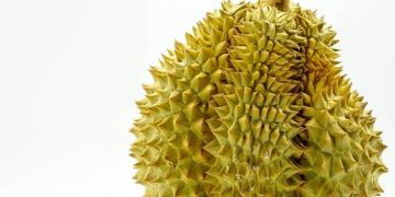 The Good Benefits of Eating Durian Fruit for Your Health