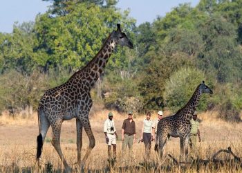7 Tips On How To Make The Most Of Your Safari in Zambia 