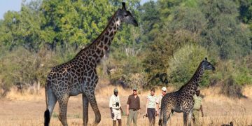 7 Tips On How To Make The Most Of Your Safari in Zambia 