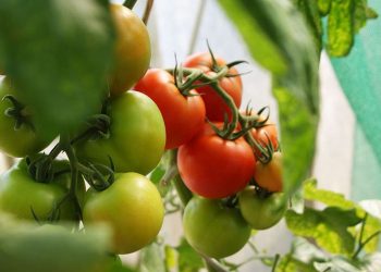 10 Tips for Growing Tomatoes Successfully
