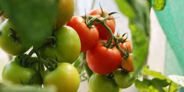 10 Tips for Growing Tomatoes Successfully