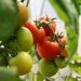 10 Tips for Growing Tomatoes Successfully