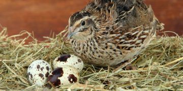 5 Benefits Of Jumbo Coturnix Quail Hatching Eggs