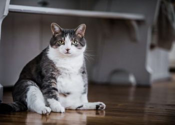 How to Tell if a Cat is Overweight – Feline FAQs UK (2023)