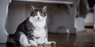 How to Tell if a Cat is Overweight – Feline FAQs UK (2023)